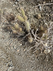 Cylindropuntia ganderi