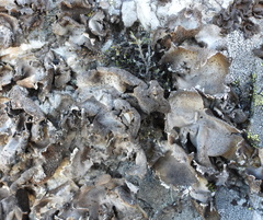 Umbilicaria hirsuta