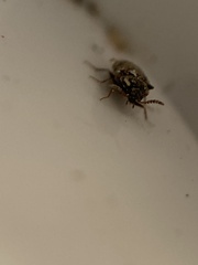 Chrysomeloidea