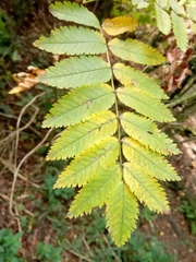 Sorbus discolor