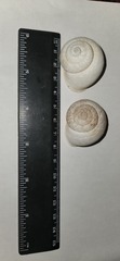 Levantina spiriplana