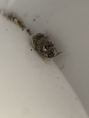 Chrysomeloidea