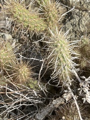Cylindropuntia ganderi