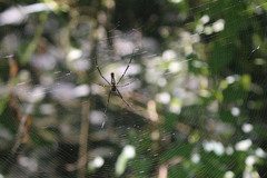 Nephila