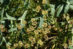 Valerianella pumila
