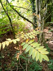 Sorbus discolor