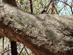 Combretum erythrophyllum