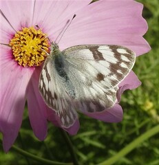 Pontia occidentalis