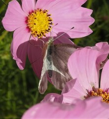 Pontia occidentalis