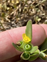 Portulaca umbraticola