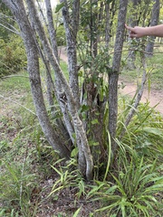 Fraxinus berlandieriana