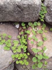 Dichondra carolinensis