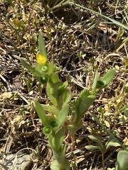 Portulaca umbraticola