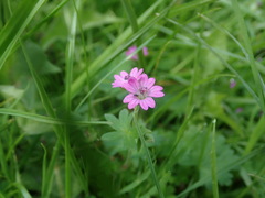Geranium molle