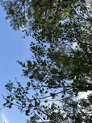 Fraxinus berlandieriana
