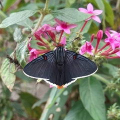 Phocides polybius phanias