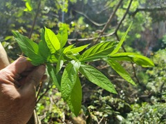 Combretum erythrophyllum