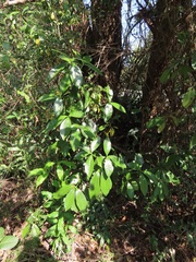 Peddiea africana