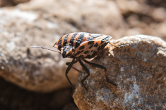 Graphosoma italicum