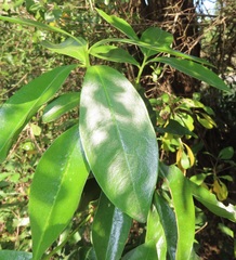 Peddiea africana