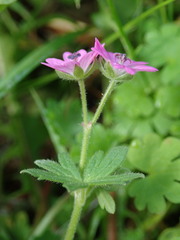 Geranium molle