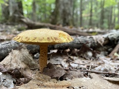 Suillus