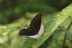 Tanaecia lepidea