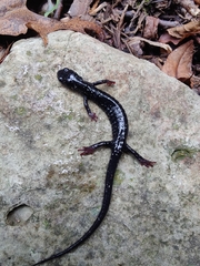 Plethodon