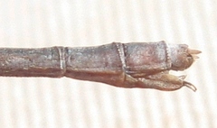 Lestes vigilax