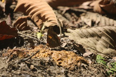 Charaxes bernardus
