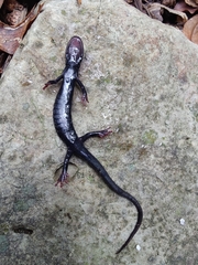 Plethodon