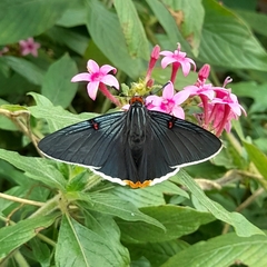 Phocides polybius phanias