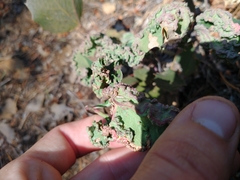 Aceria caliberberis