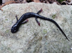 Plethodon