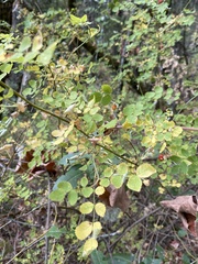 Rosa gymnocarpa