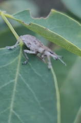 Charagmus gressorius