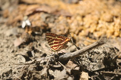 Cigaritis lohita