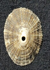 Diodora arnoldi