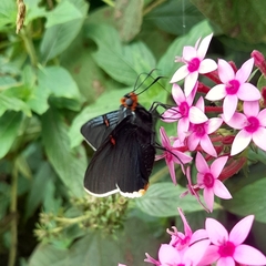 Phocides polybius phanias