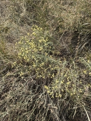 Brickellia eupatorioides