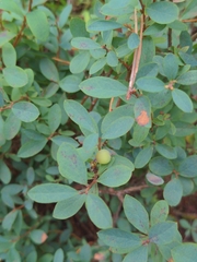 Vaccinium uliginosum