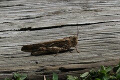 Dissosteira carolina