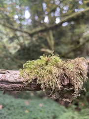 Pseudisothecium stoloniferum