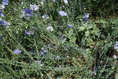 Linum squamulosum