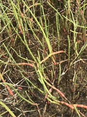 Salicornia perennis
