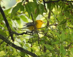 Protonotaria citrea