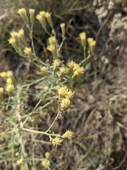 Brickellia eupatorioides
