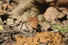 Charaxes bernardus