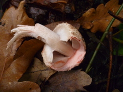 Agaricus sylvaticus
