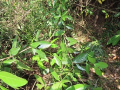 Peddiea africana